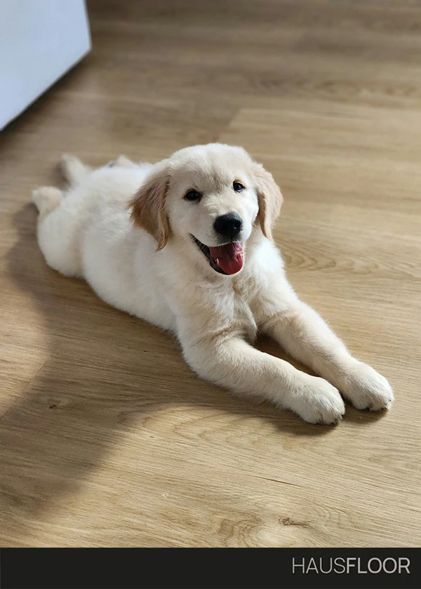 Cani e gatti possono macchiare il parquet? - Hausfloor