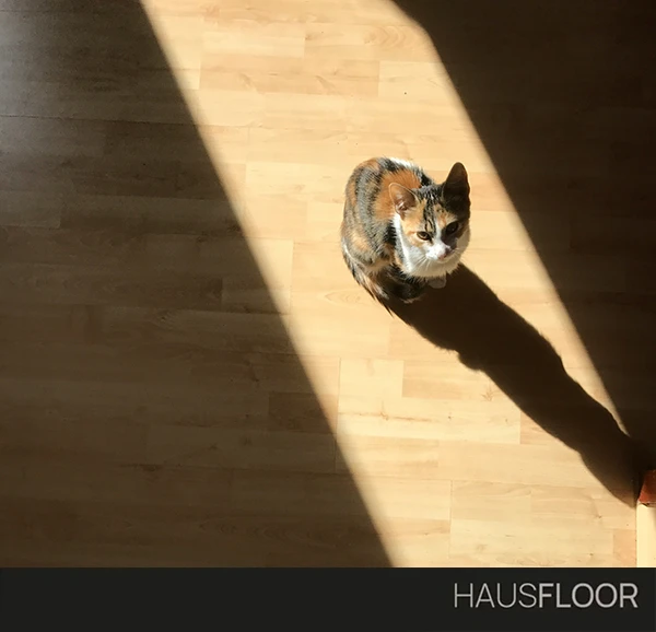 Gatti, cani e parquet: le conclusioni - Hausfloor