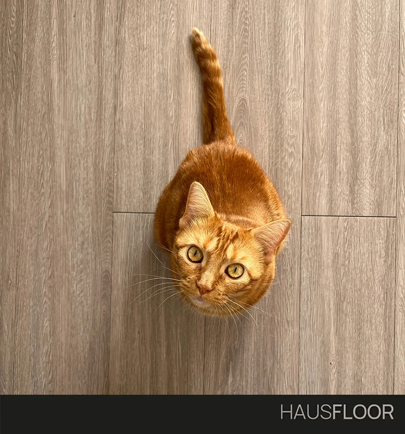 Gatti, cani e parquet: Quale parquet è ideale per chi ha animali domestici? - Hausfloor