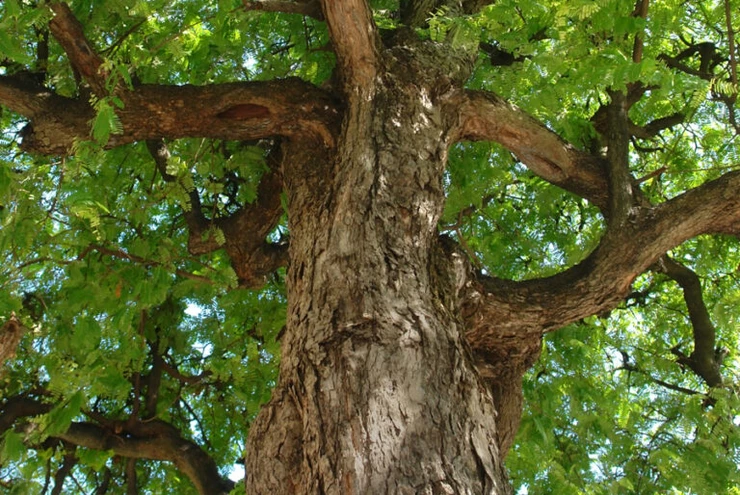 Albero del wengé - Pavimento in parquet nero Hausfloor Brescia Bergamo Milano