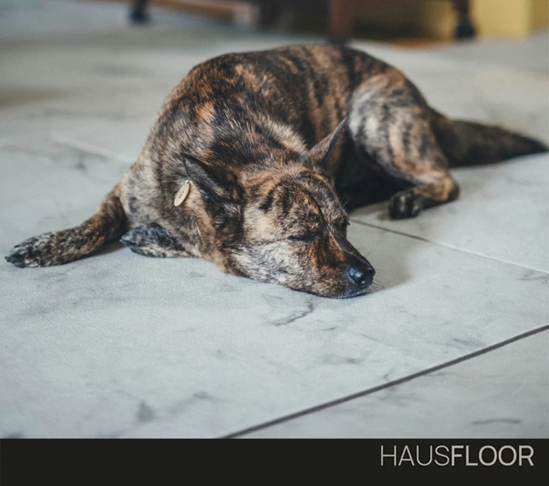 Ho un cane, o un gatto, e non voglio un parquet: cosa posso scegliere? - Hausfloor