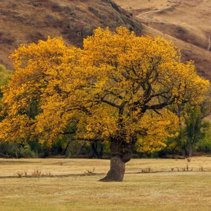 Parquet Olmo: albero di Olmo Americano - Hausfloor