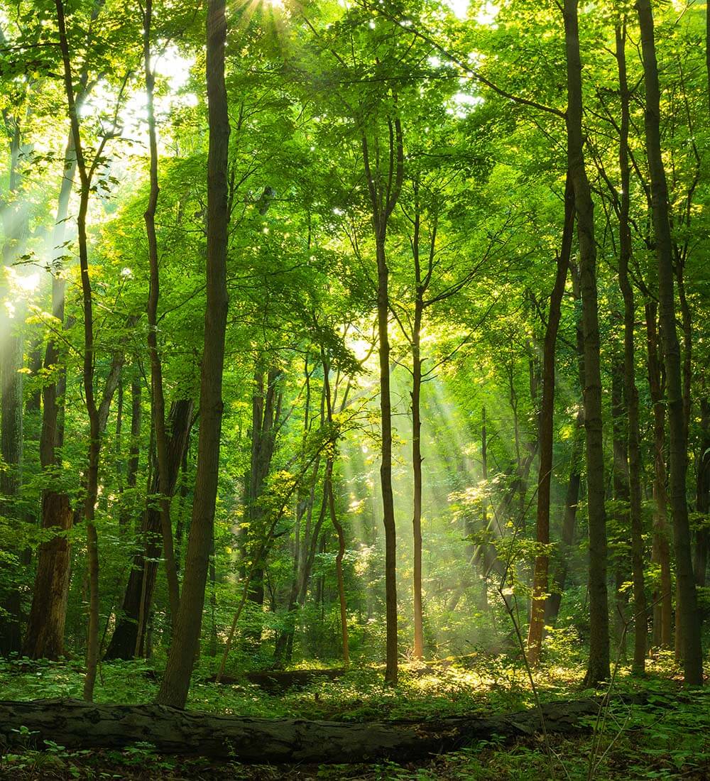 Legno da reforestazione: le certificazioni - Pavimentazioni in Parquet create su misura per te - Hausfloor brescia bergamo milano